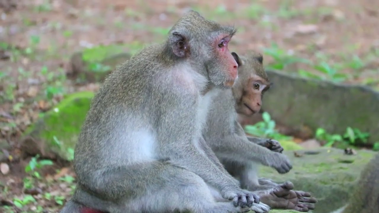 Mama Jane Sit Relax after Find Food With Joanna on Pile of Stone  / MA-D.1k368