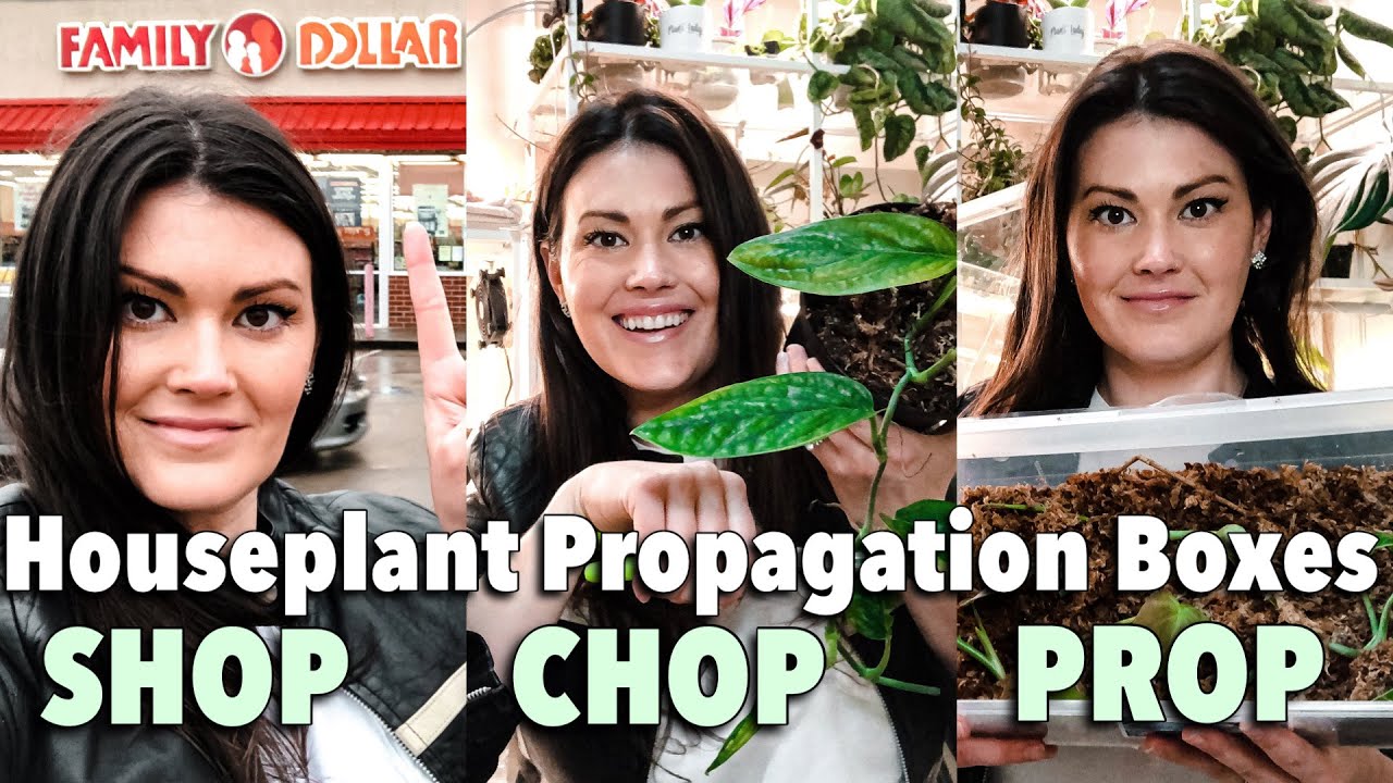 $3 Propagation Boxes - SHOP, CHOP & PROP - Entire Process How To Propagate Houseplants Tutorial