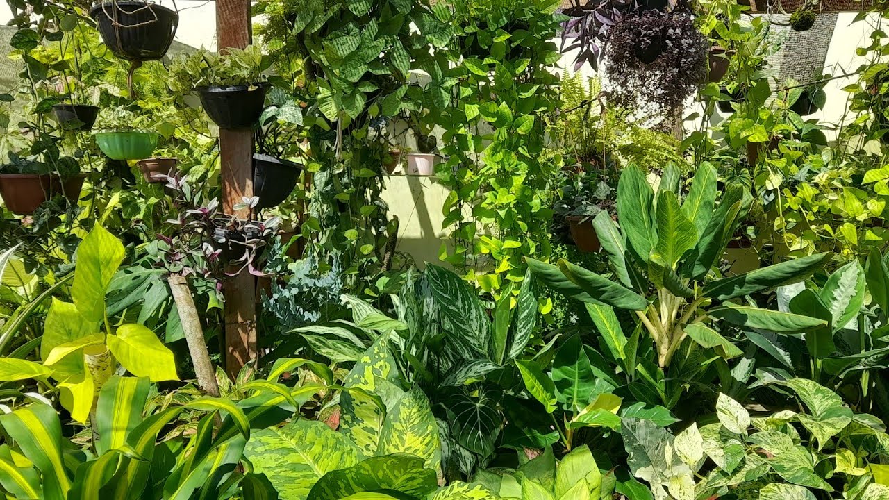 PASSEIO PELO PERGOLADO COM MUITAS FOLHAGENS 😍