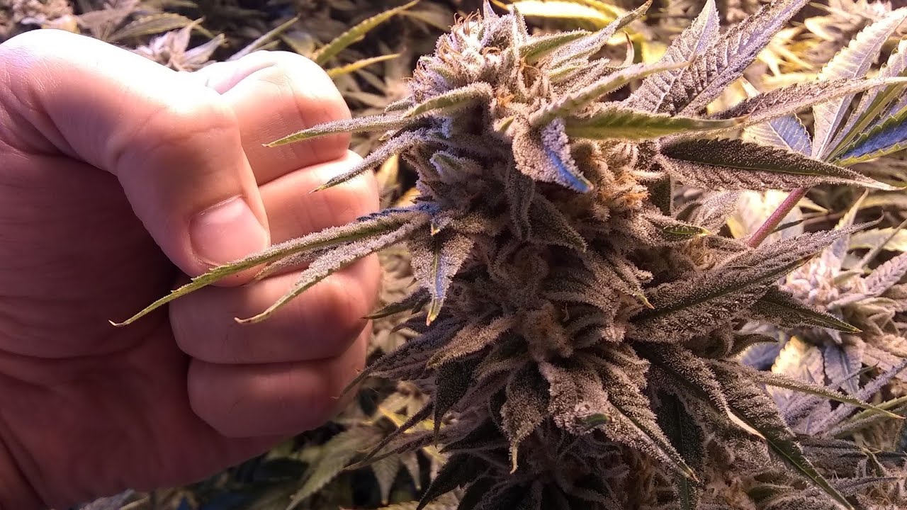 8 Week Time Lapse with Advanced Nutrients Tapered Method