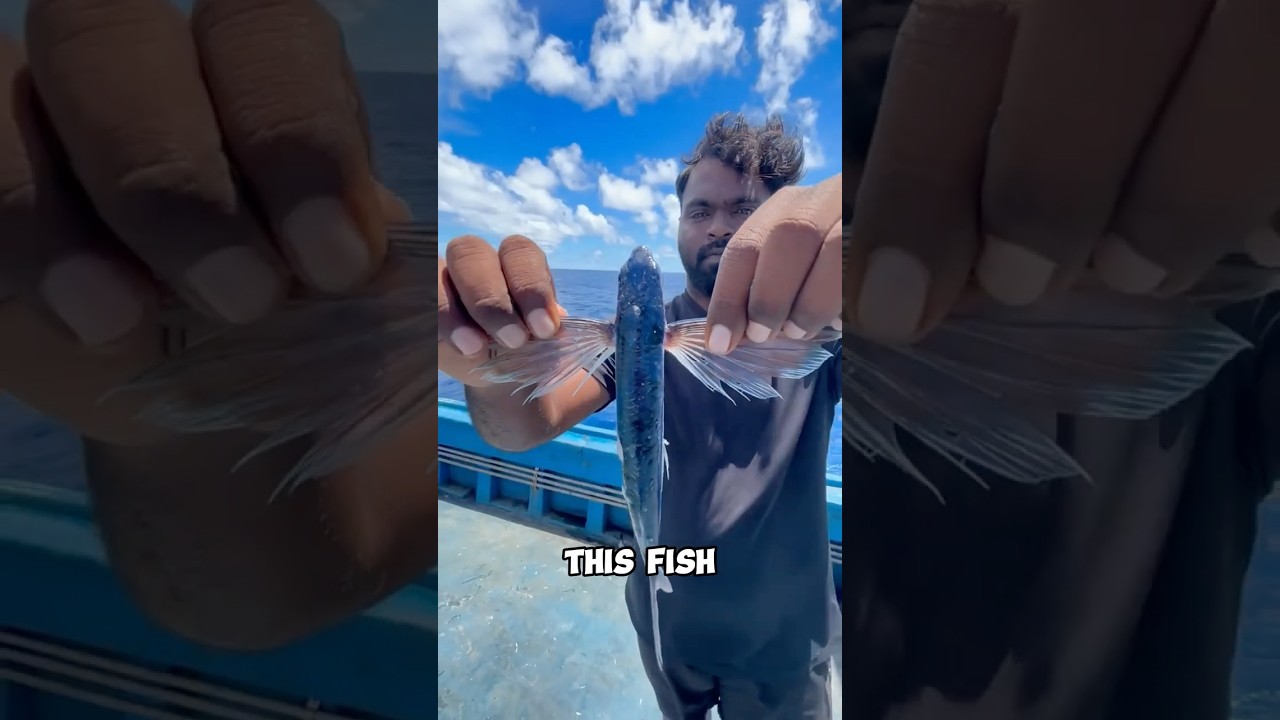 Flying  Fish 🐟😥