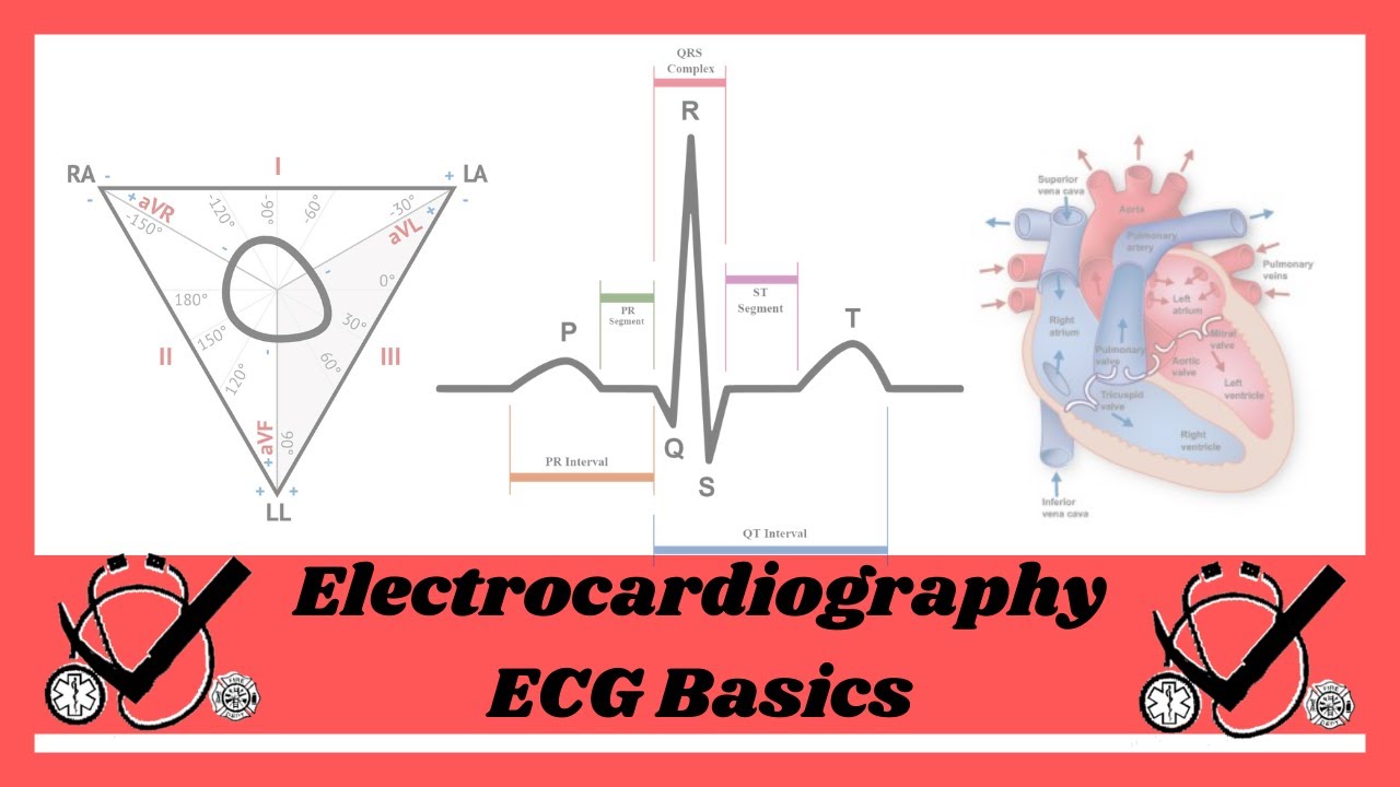 The Basics of ECG/EKG (Vectors and Axis)