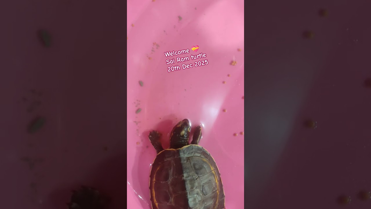 treatment sick baby turtle Sai Ram's 🙏Bhushan Godrej sir left with his daughter . 