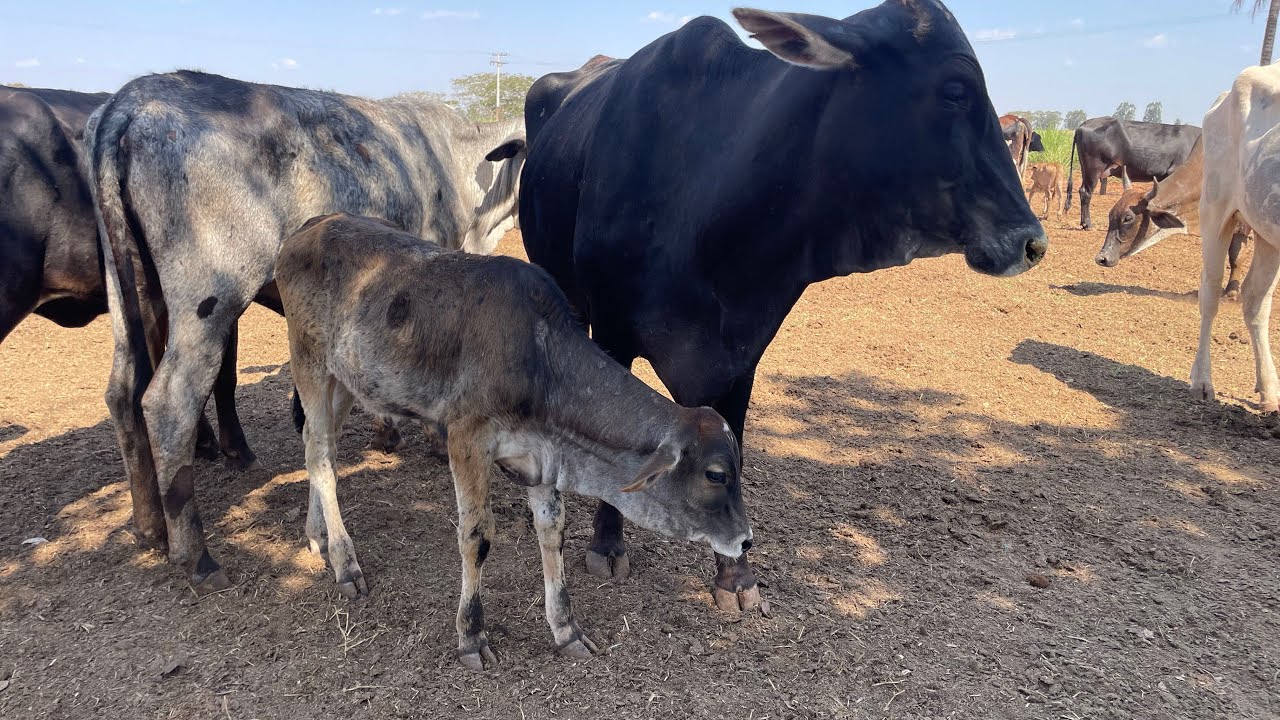 VACAS PARIDAS NA DIETA TOTAL, ADAPTAÇÃO E MANEJO SANITÁRIO 
