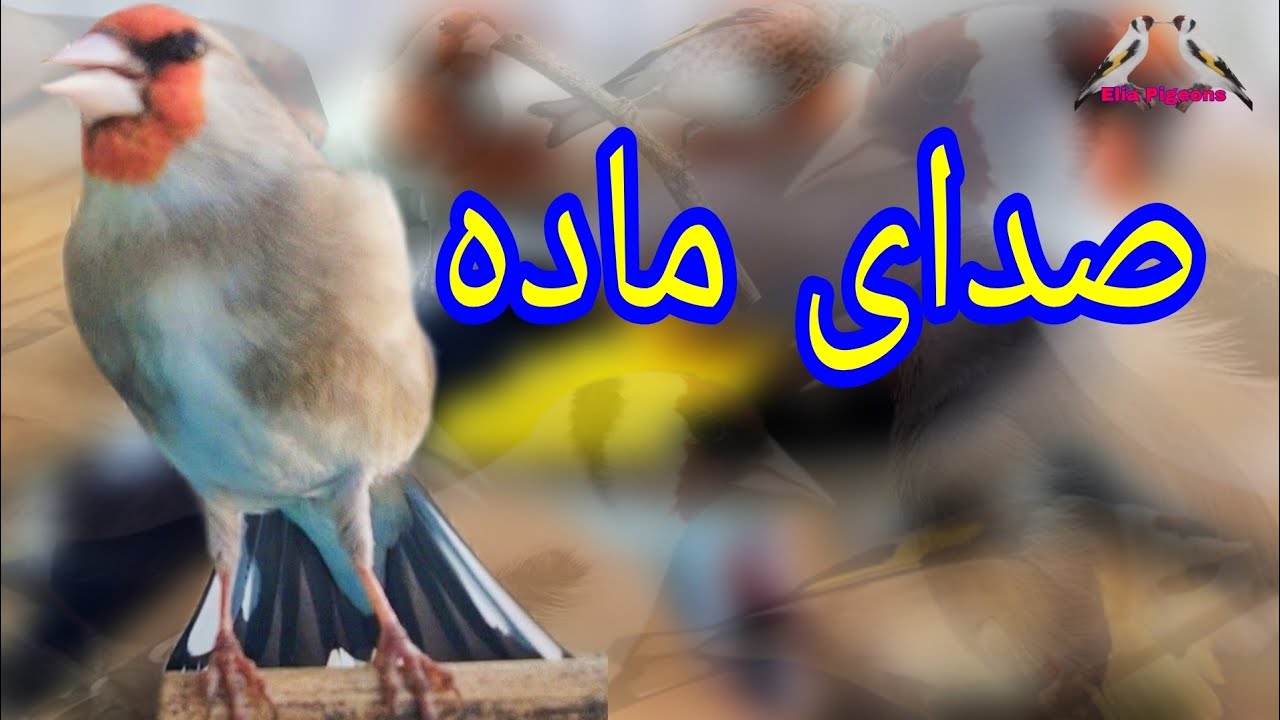 صدای ماده || الحسون سایره ماده برای مستی || Only female gold finch sounds for male