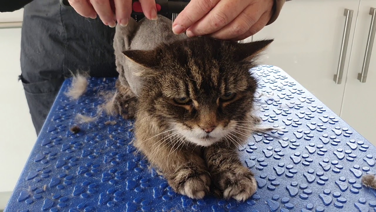 Elderly Matted Cat Being Clipped