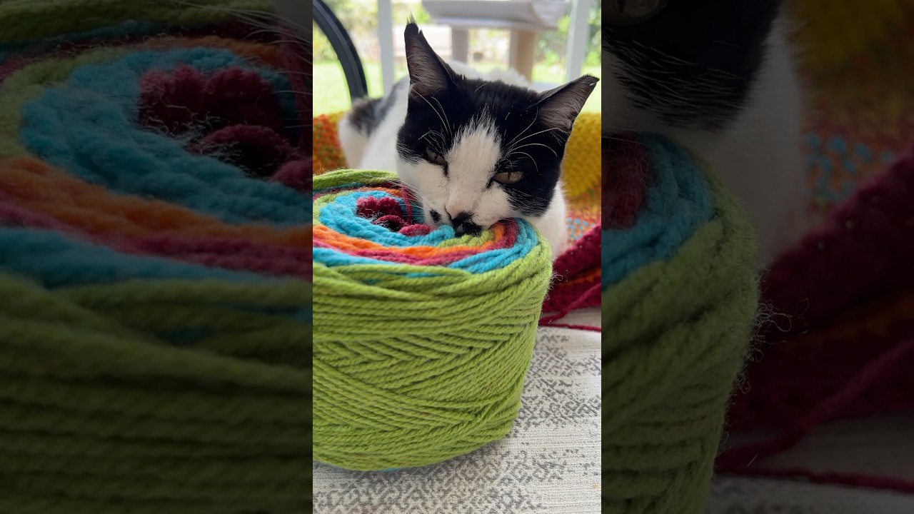 Is my catpod ready yet? #crochet #yarn #lovecolors #yarnlover #catbed