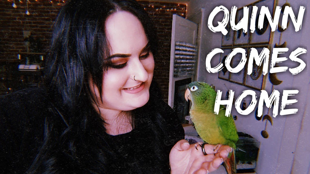 VLOG | MY BABY BLUE CROWNED CONURE COMES HOME TODAY! | KELS.LITTLE.ZOO