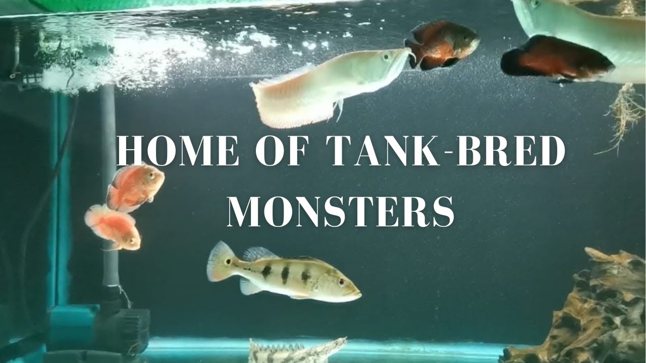 Welcome to monsters fish tank 👹 My collection grows 😍