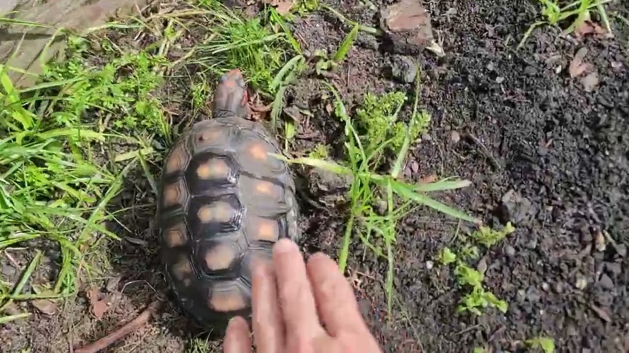 Tortoises 🐢 🐢 🐢 🐢 4T090525040 FINAL