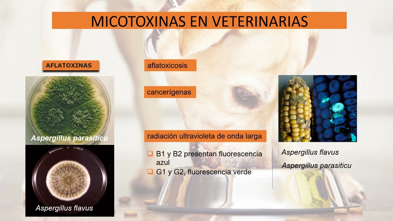 MICOTOXINAS 1 AFLATOXINAS