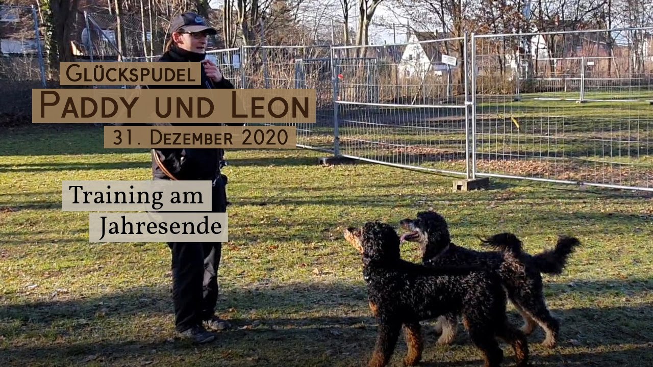 Training mit Glückspudeln Paddy und Leon, Training mit zwei Hunden am 31. Dezember 2020