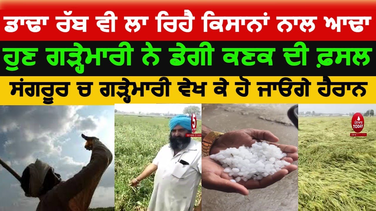 Heavy Rainfall And Hail Storm in sangrur|hailstorm destroyed the wheat crop|punjab Hail Storm video|