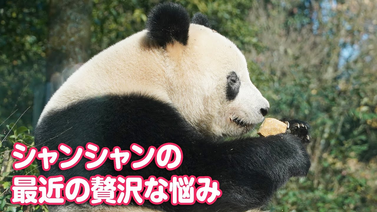 シャンシャンの大きすぎるおやつは贅沢な悩み？（2023/12/24）