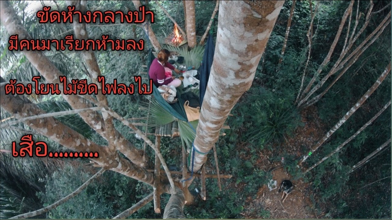 ขัดห้างกลางป่า มีคนเรียกต้องทำแบบนี้.... เสือ........ep21   โยนไม้ขีดไฟ