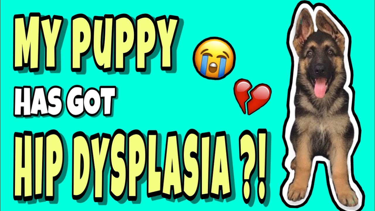 Hip Dysplasia Dog | Whats Wrong With My Puppy?