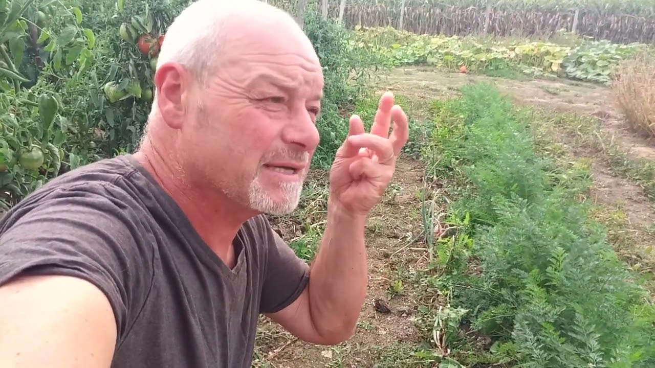 Qu'est-ce qu'on peut encore semer en septembre au potager