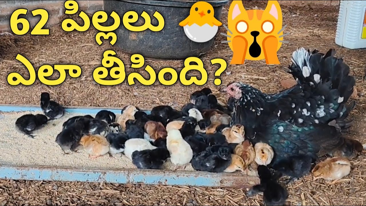 62 నాటు కోడి పిల్లలు ఎల్లినై 🐣 natu kodi pillalu