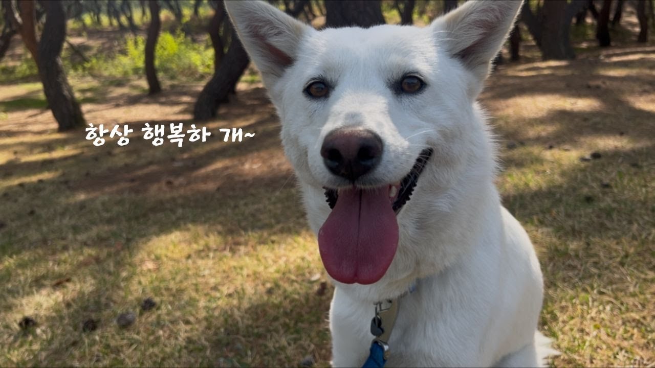 강아지에겐 주인과 산책이 행복의 전부!