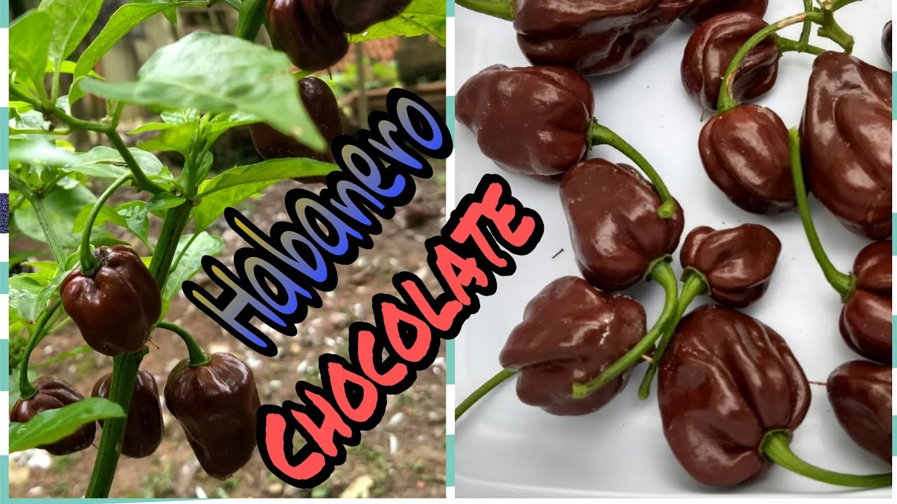 COMO PLANTAR PIMENTA HABANERO CHOCOLATE NO VASO/ Início,meio e fim (completo)