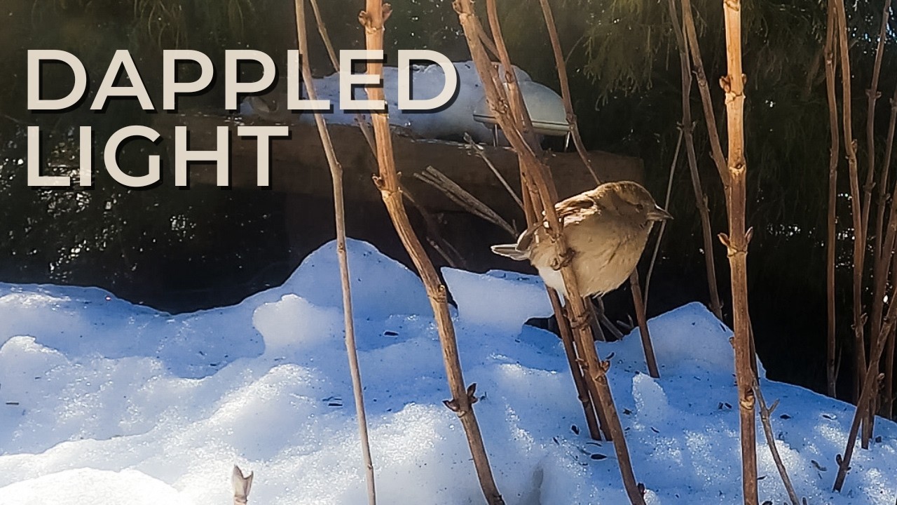 Birds on Bare Hydrangea Stems | Quiet Winter Light (No Music)