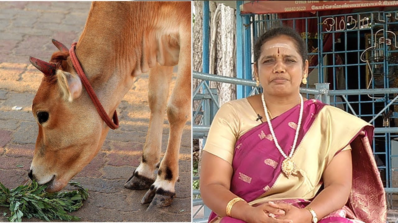 அமாவாசை திதி கொடுக்க முடியாதவர்கள் இதை செய்யலாம்...