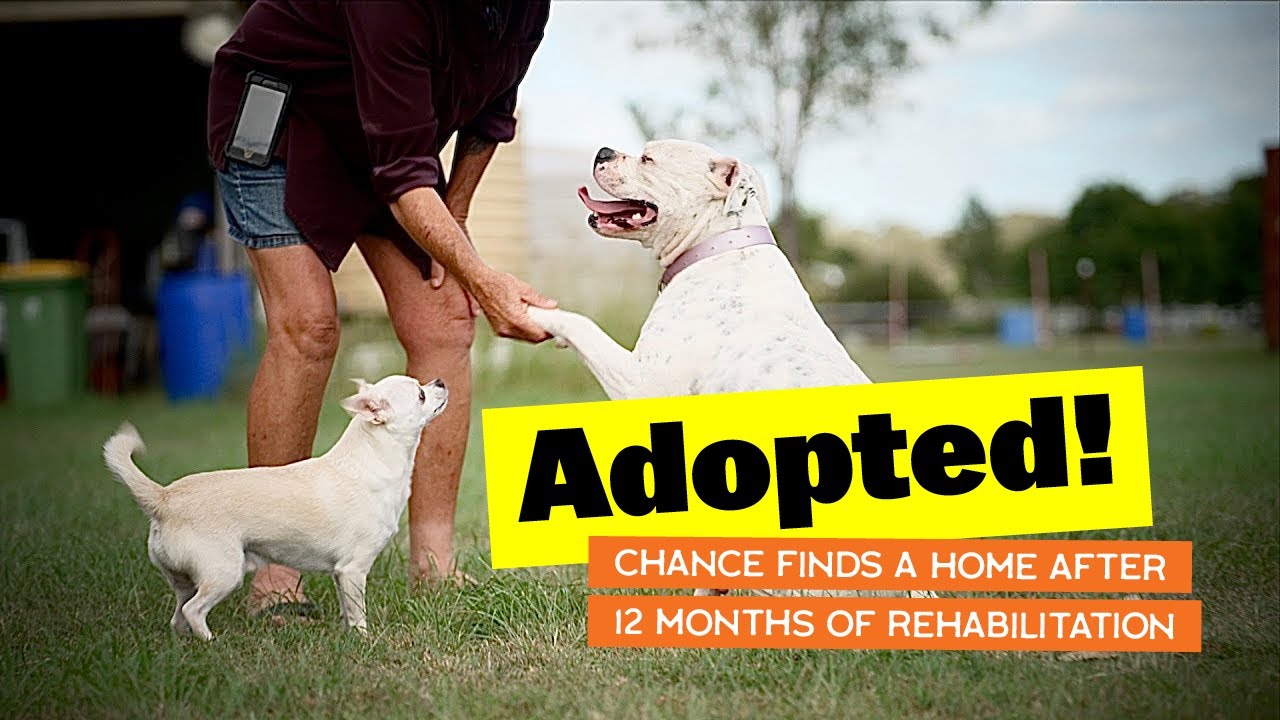 Chance gets Adopted After 12 Months of Rehabilitation #americanbulldog