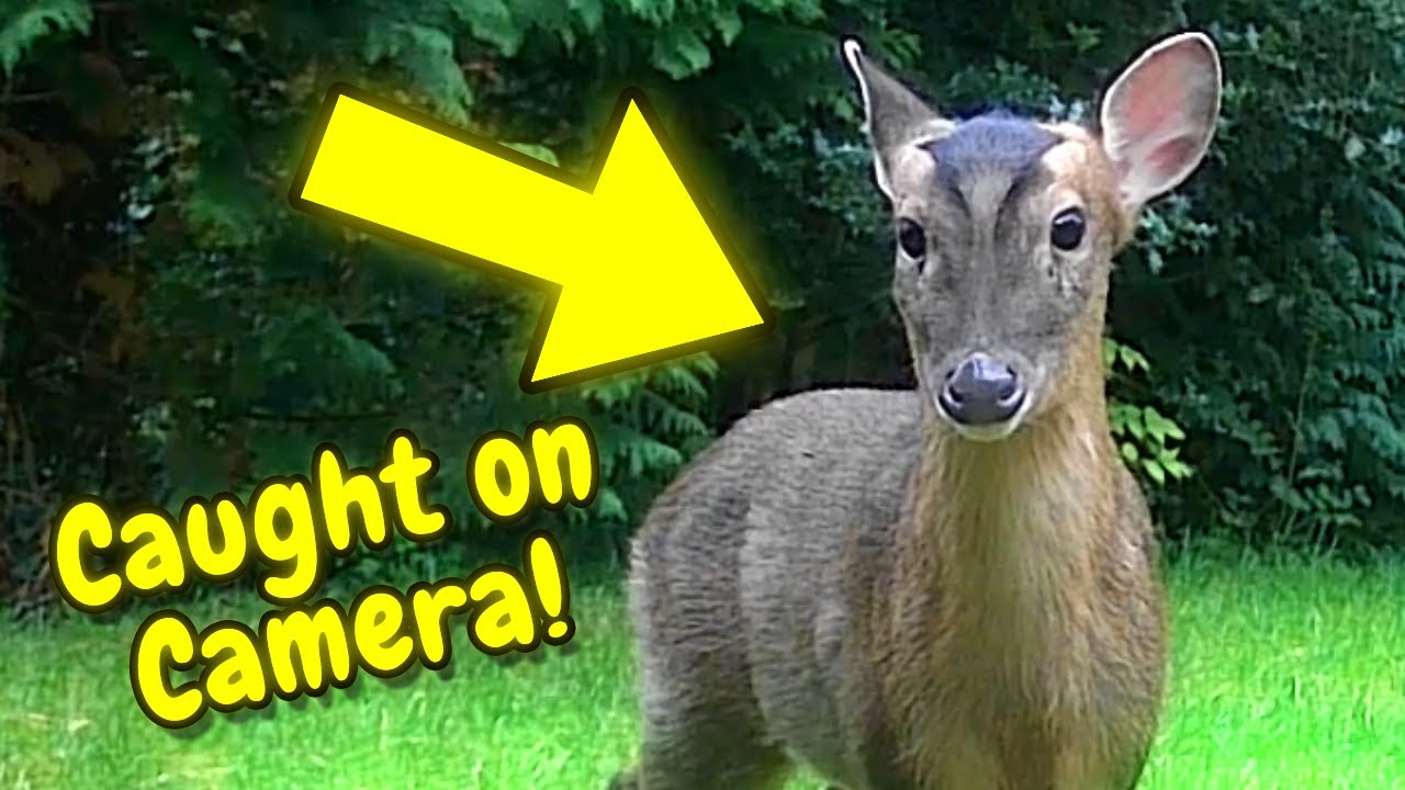 UK Garden Wildlife Summer 2025 | 9-Year-Old&rsquo;s Camera Captures Deer, Badgers & Foxes
