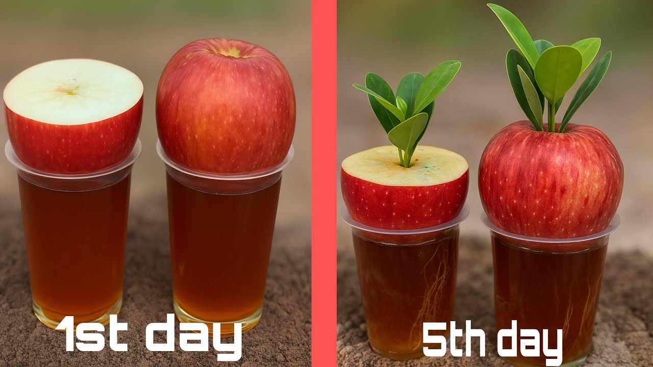 Amazing Experiment: Growing Plants Inside Apples 🍎 | Nature’s Magic Root Growth