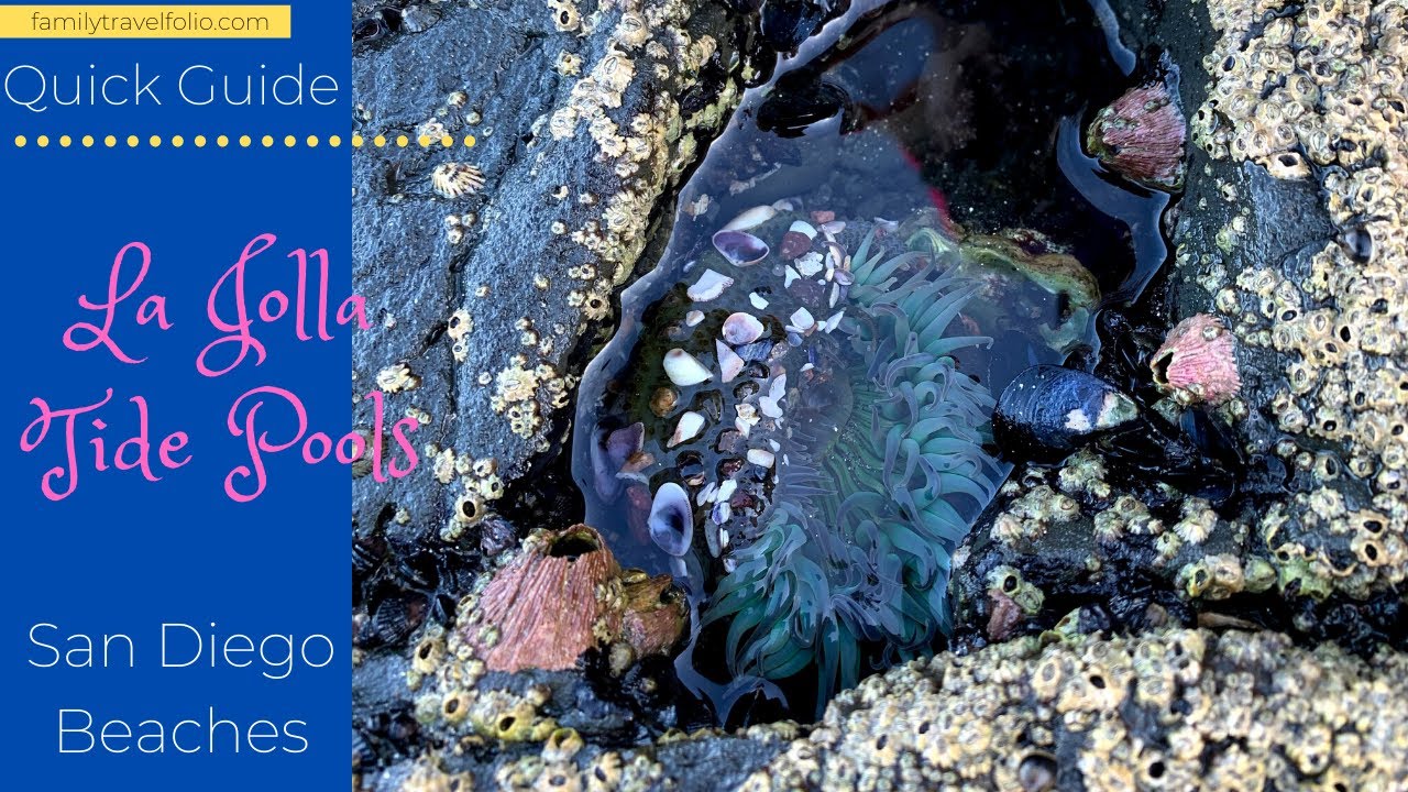 La Jolla Tide Pools Quick Guide