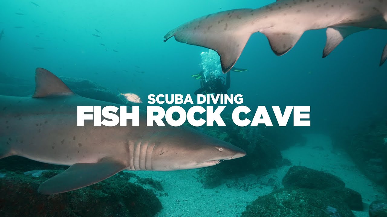Scuba Diving Australia's Only Shark Cave Dive | Fish Rock Cave | DNSW Highlight Reel