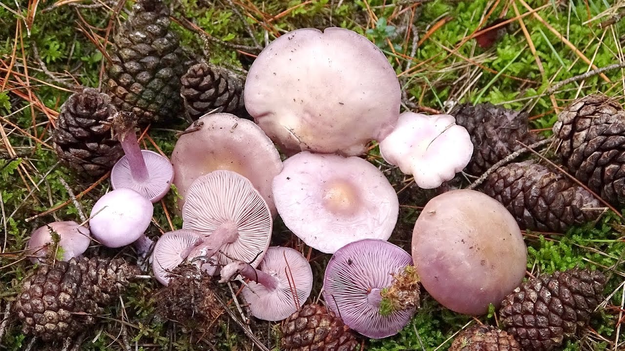 El pequeño pie azul - Lepista sordida - Sordid Blewit. Todos los detalles