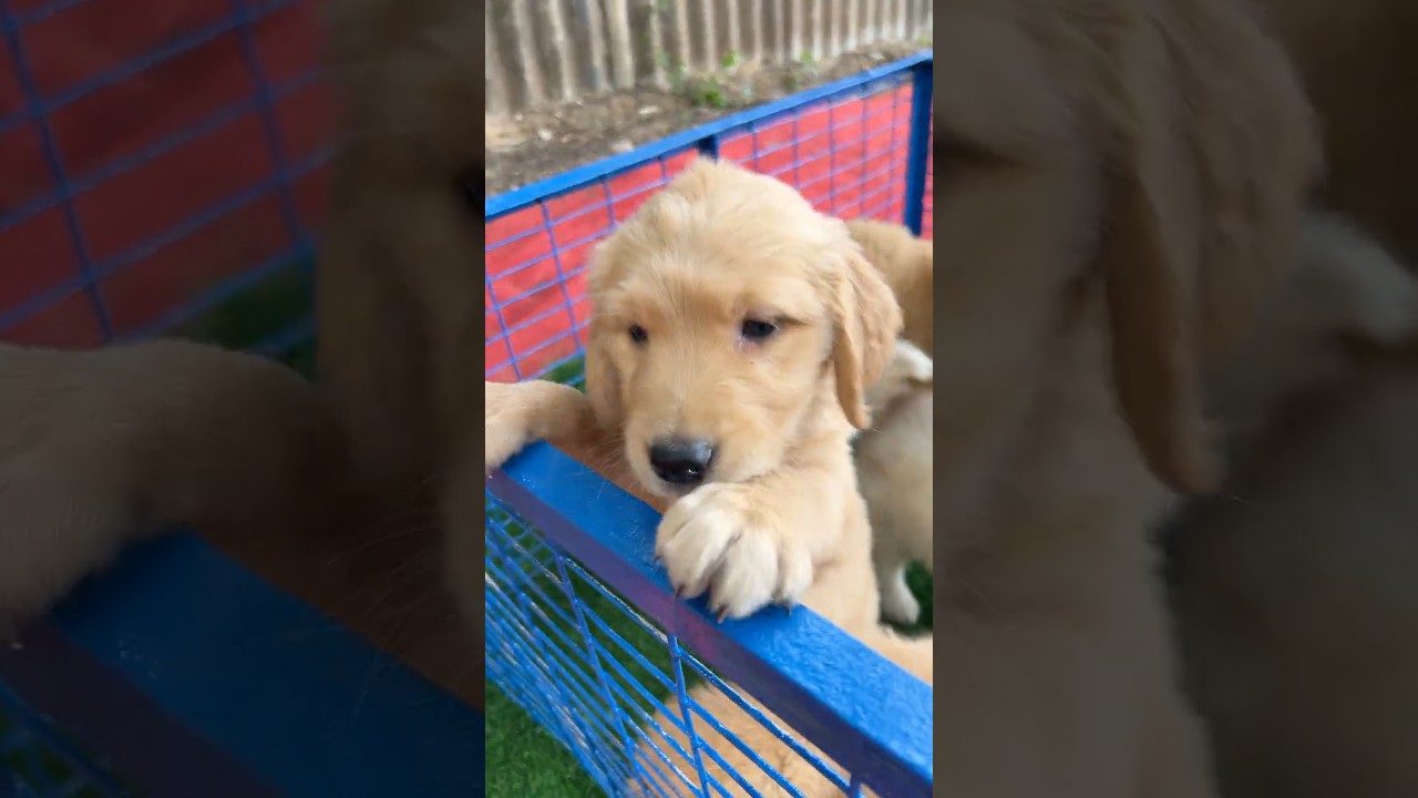 💥 Puppies are available on EMI 😍