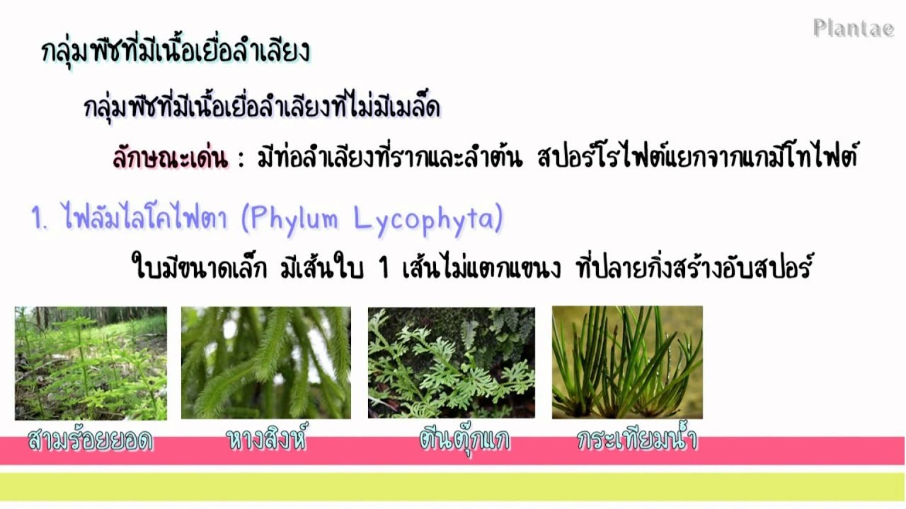 อาณาจักรพืช (Kingdom Plantae)