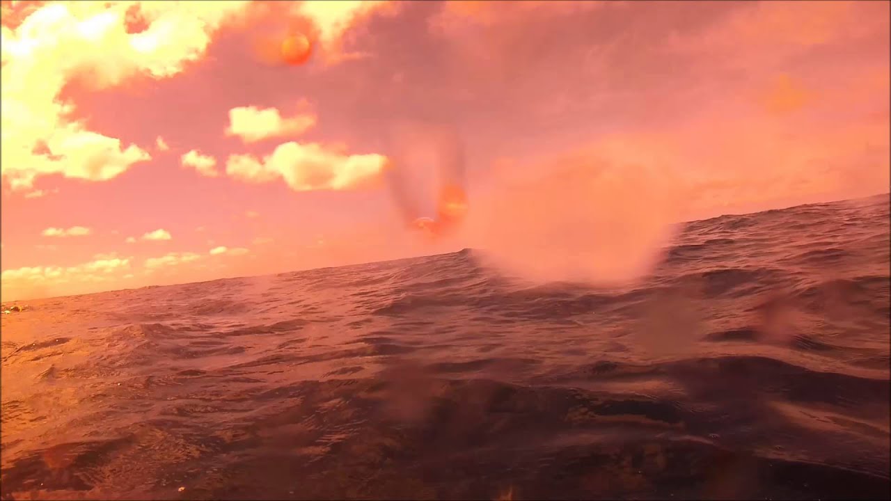 Mackeral goes right and a big Jobfish goes left