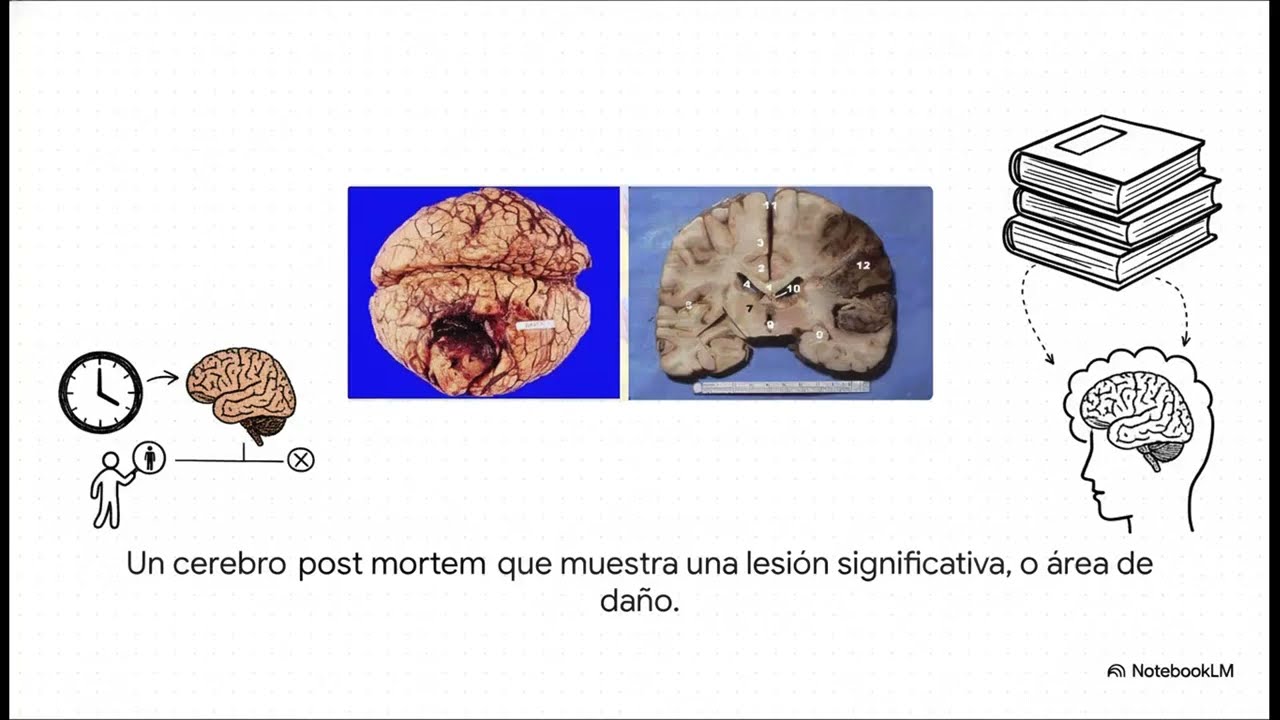 🧠 Técnicas de Neuroimagen: cómo vemos el cerebro en funcionamiento (RM, TAC, PET, fMRI y más)