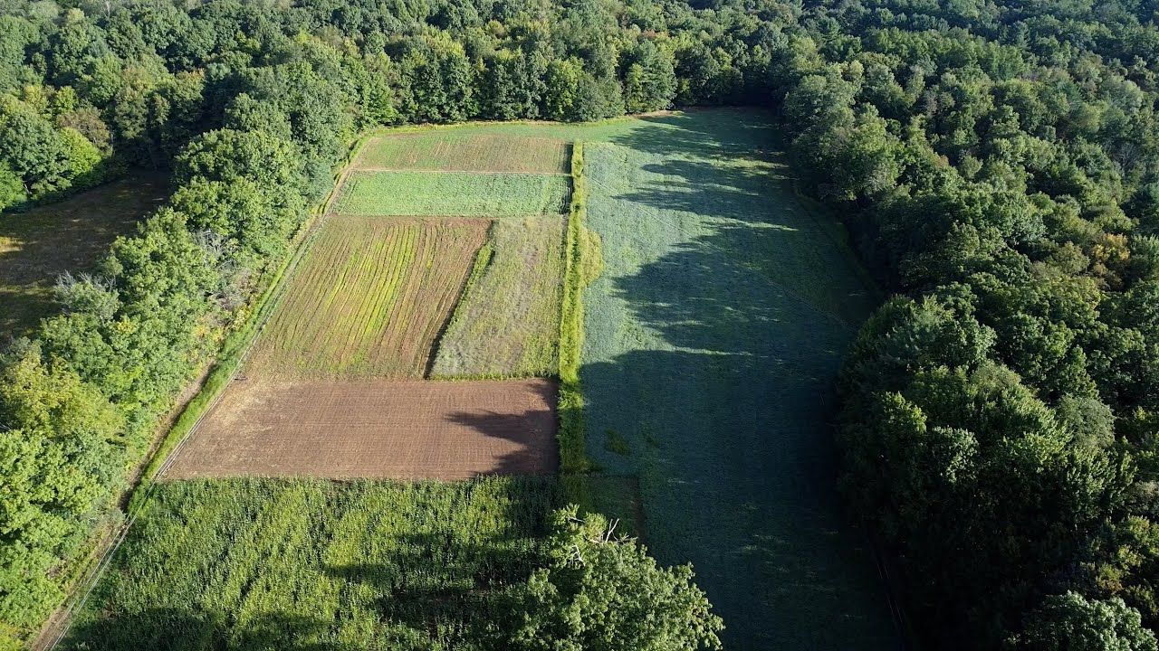 Fall Food Plot! Clover, Beans, Brassicas, Corn, Sorghum