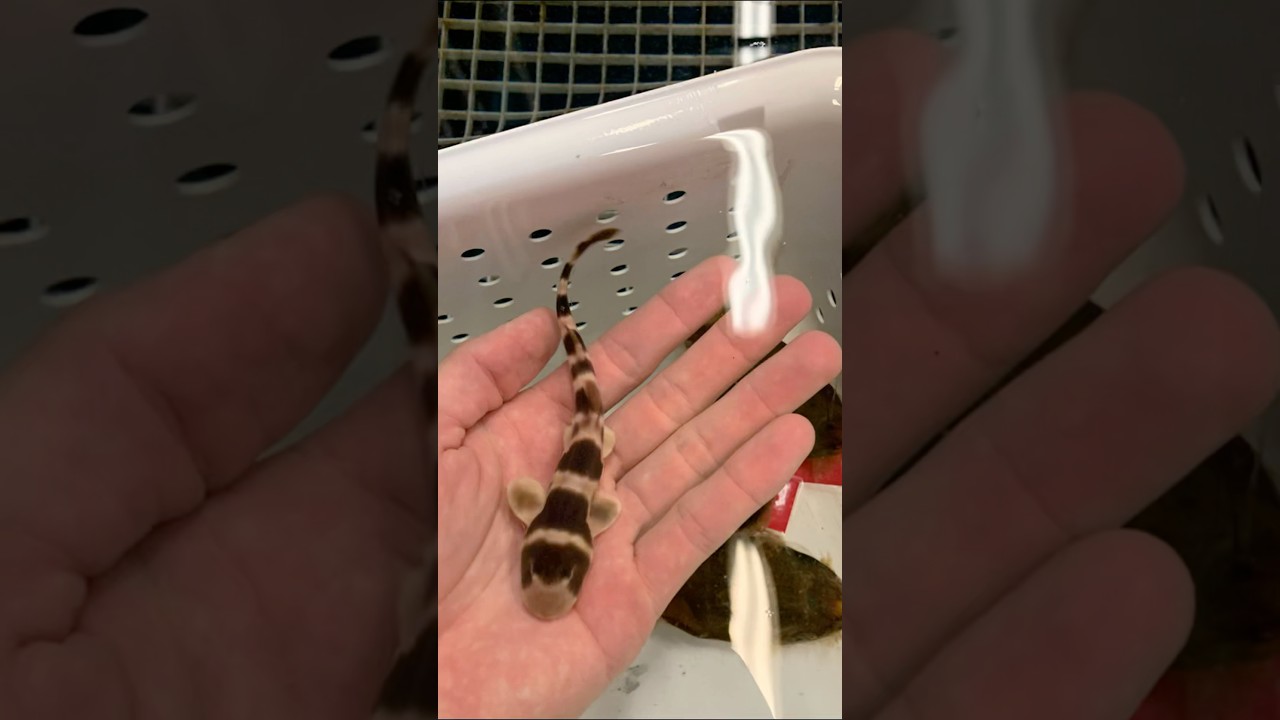 Bamboo shark born to baby #shorts#shark#youtubeshorts