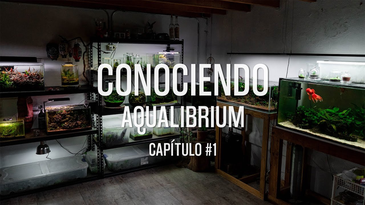 Los Acuarios de AquaLibrium - BucephaLandia y Más!