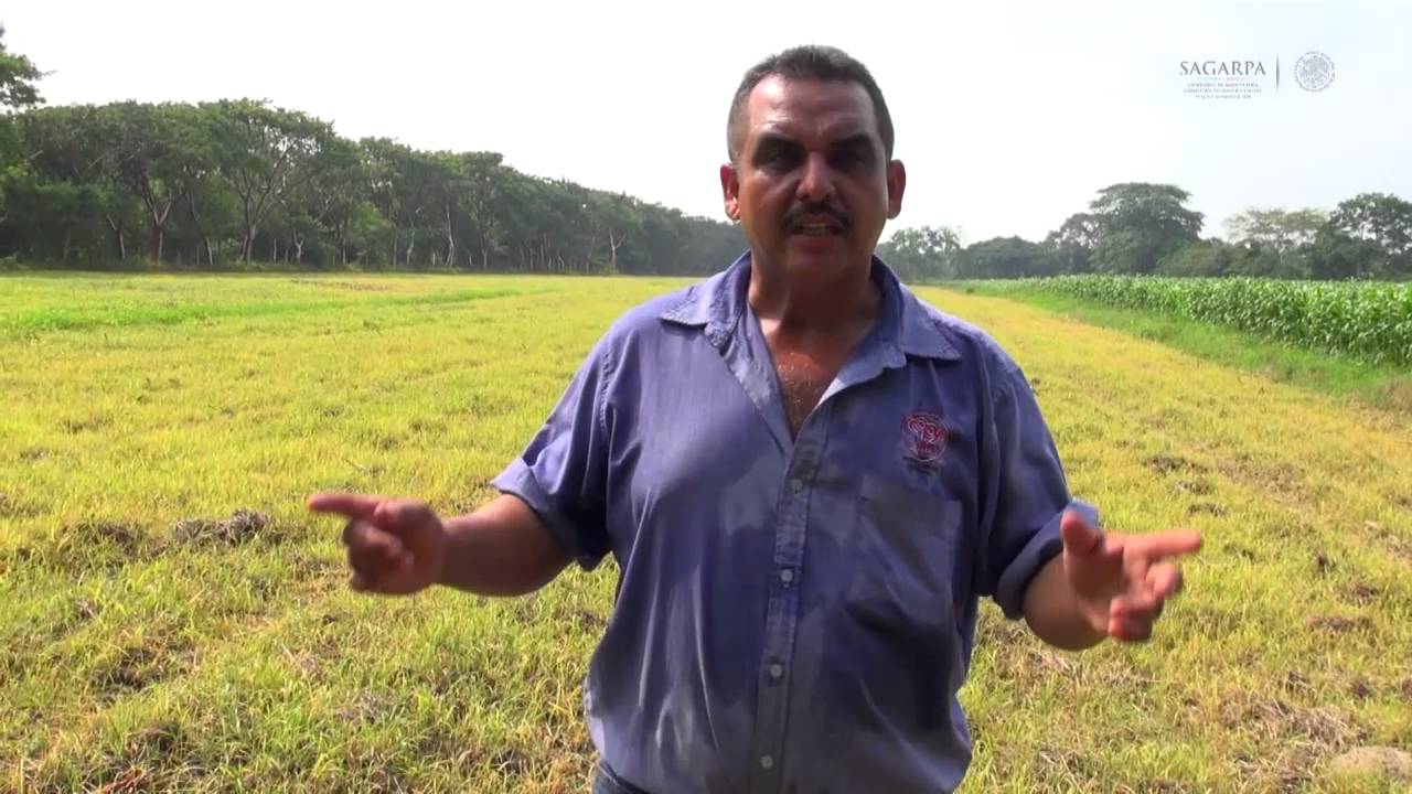 USO DEL SORGO FORRAJERO PARA ENSILAJE