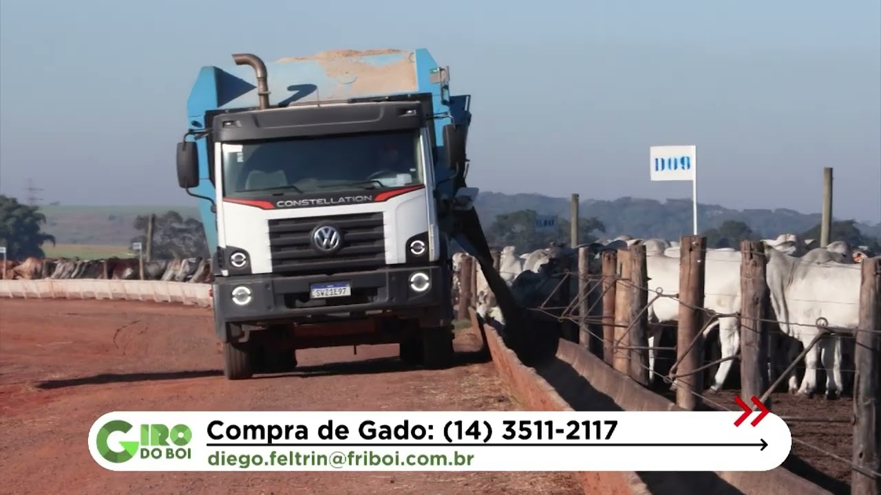 BOIADA HEREFORD CASTRADA ALCANÇA MAIS DE 21 ARROBAS EM BARRETOS (SP); VEJA DETALHES
