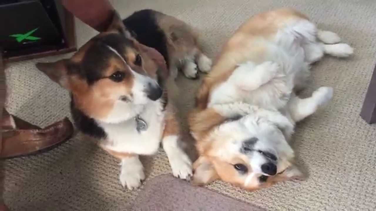 Ralph the Corgi Enjoys A Belly Rub