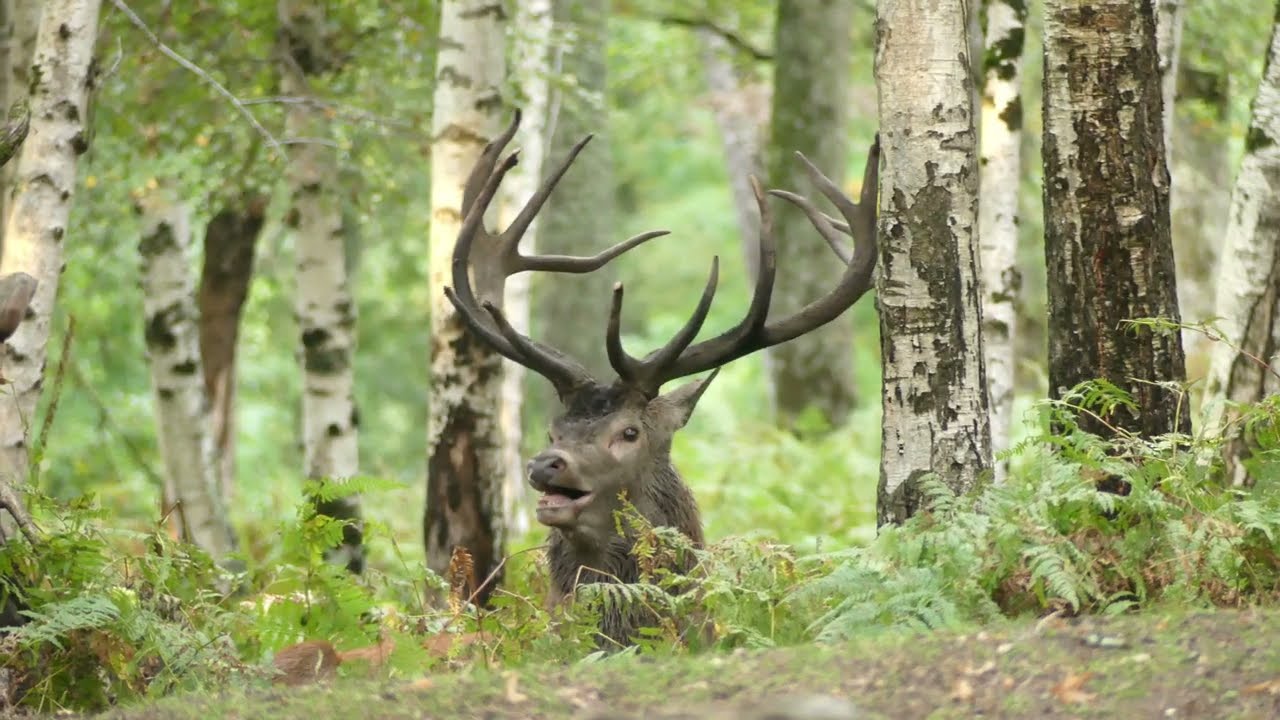 le cerf en forêt de mervent