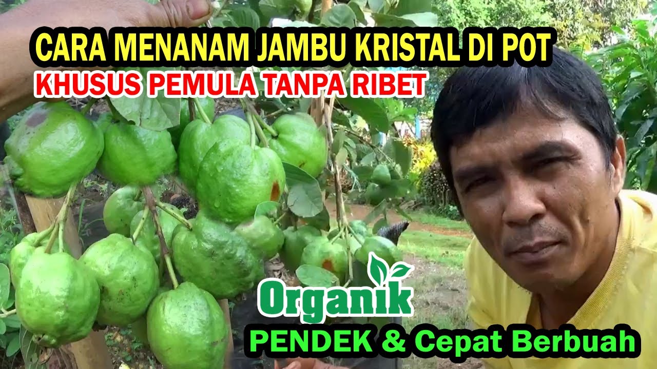 Tutorial Cara Menanam JAMBU KRISTAL di POT 1 Bulan Tanam Bisa Berbuah Sepanjang Tahun