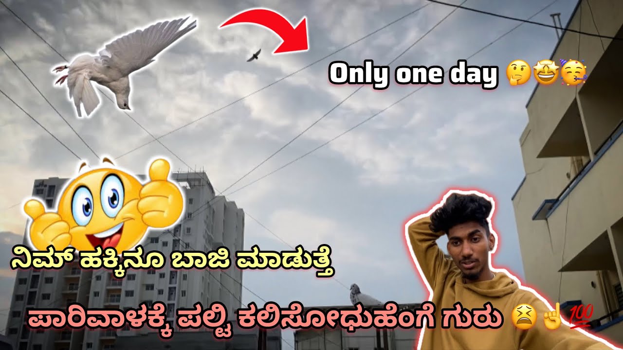 ಪಾರಿವಾಳಕ್ಕೆ ಪಲ್ಟಿ ಕಲಿಸೋಧುಹೆಂಗೆ ||Prince loft|| How to train pigeon for backflip in Kannada 💯❤️🕊️