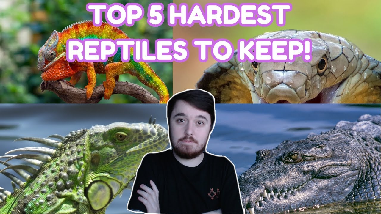 Top 5 Hardest Reptiles To Keep!