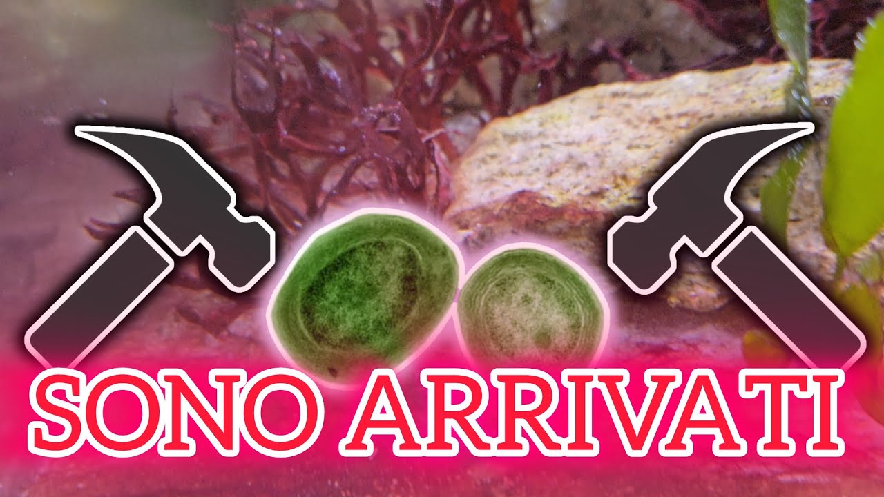 INFESTAZIONE CIANOBATTERI