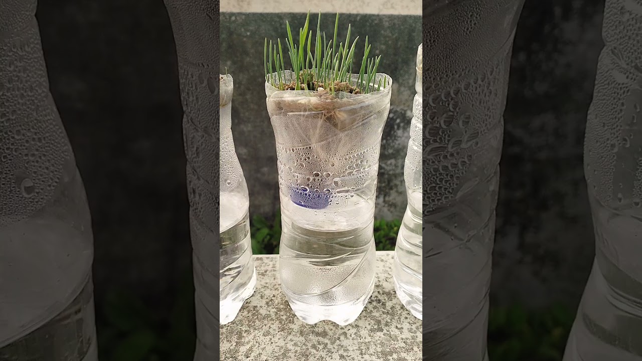 Wheatgrass in a Recycled Bottle | 7–20 cm Healthy Growth 🌱