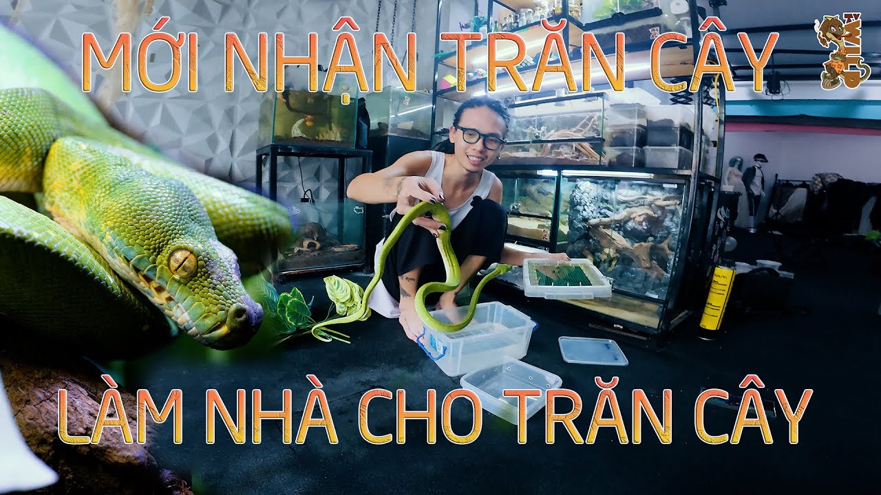 Làm nhà cho trăn cây - Green Tree Python | WILDVN TV