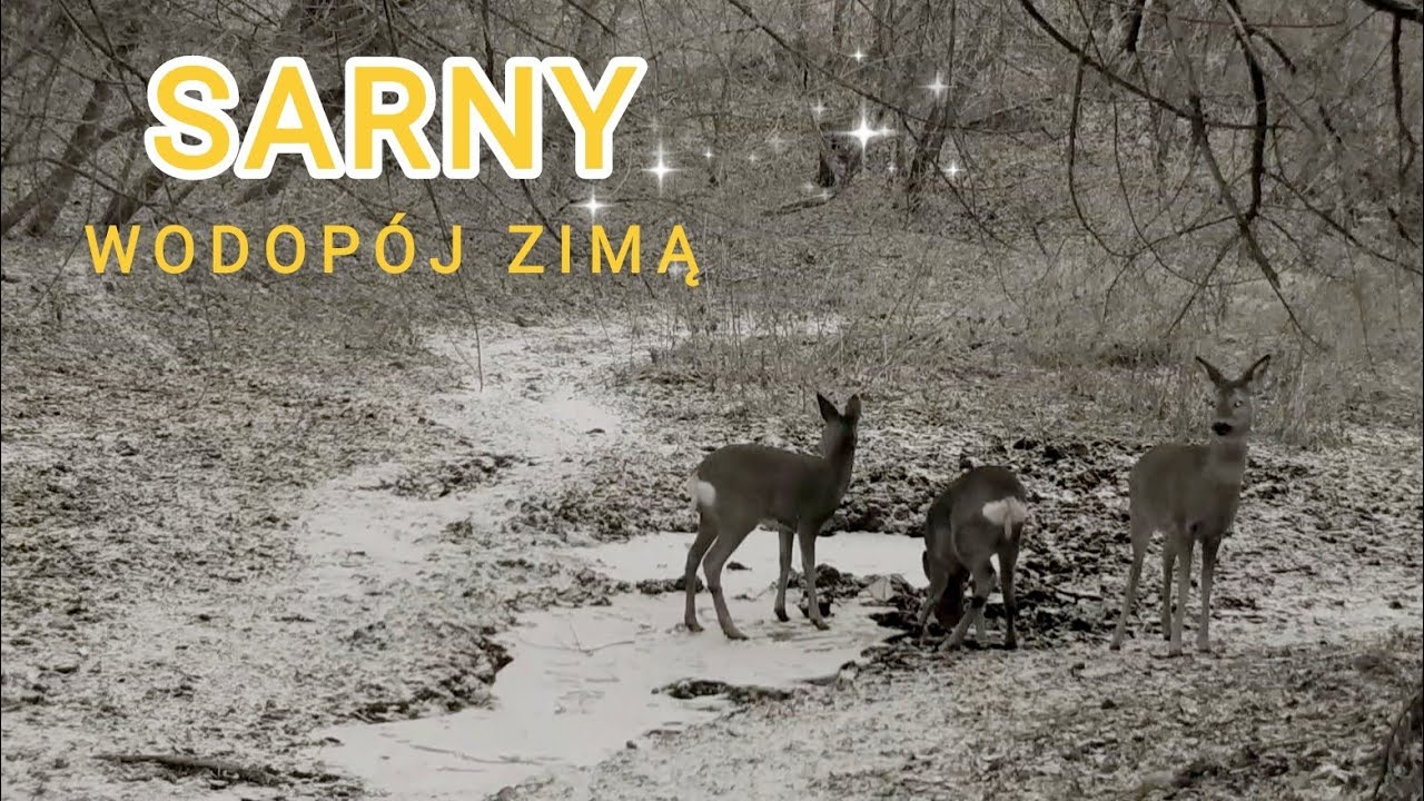 Sarny i zamarznięty wodopój — zimowy kłopot z lodem